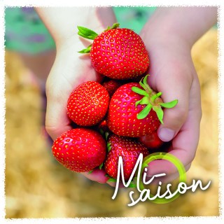 Fraise Misaison copie